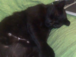 O meu gato 