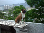 Meu lindo cachorro Maik olhando o visual ao lado 
