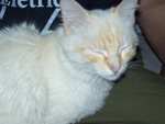 Este gatinho lindo foi encontrado em So Leopoldo. Ele  muito dcil e carinhoso, mas precisa de um lar urgente!! A pessoa que o encontrou j tem dois gatos. Contato: janacordeiro@gmail.com 