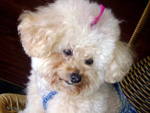 Essa  a Greta, o meu xod, tem 10 aninhos,  super esperta e adora passear 