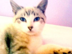 Esta linda gatinha  a Filusquita, minha baby 