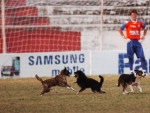 O jogo teve que ser interrompido devido a entrade de trs cachorros no gramado