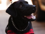 Kira - labrador, 8 meses, 11 quilos e ainda em ambientao