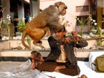 Tudo por uma moeda: homem faz seu macaco saltar em busca de uma esmola em frente a hotel em Bangladesh