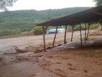 A gua invadiu propriedades rurais e matou porcos e vacas leiteiras