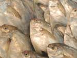 5 fils de peixe em pedaos mdios