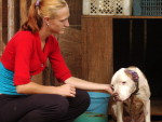 Uma pit bull de dois anos que teve as duas orelhas decepadas foi recolhida pela Polcia Militar no bairro Jardim Iriri, em Joinville. O animal foi levado para o canil da Organizao No-governamental Abrigo Animal, no bairro Vila Nova