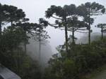 Foto tirada no cnion Itaimbezinho (Cambar do sul) em 2008. A garoa tornou o lugar misteriosamente lindo...      