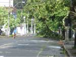 Passando pelo centro durante e aps a chuva dessa tarde de segunda-feira registrei algumas rvores quebradas e arrancadas pelo vento. Na Rua Sete de Setembro