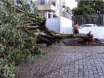 Imagens da arvore que caiu na rua Aristides Largura, no bairro Amrica aps temporal de segunda-feira dia 15/02/2010