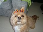 Essa  a Mehl, uma cachorrinha muito feliz e linda.  a minha companheira, sempre seguindo a gente por qualquer lugar na casa. Nessa foto ela estava com um lacinho do dia das bruxas hehehe... Claro que ela manda uma lambida para todos. 