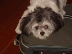 Esta  nossa lhasa-apso Bibiana. Garantindo sua ida na viagem, no saiu de cima da mala 