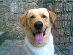 Este  o Braddock, um labrador de quatro anos que come, ri e destri tudo pela frente. Porm ele  muito companheiro e adora uma brincadeira, no d para notar? 