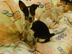 Esse  o mais novo membro da famlia. O nome dele  Flocos, tem em torno de 5 meses. Foi resgatado de um vizinho que o estava maltratando. Era para ser provisrio l em casa, pois j temos trs ces (todos resgatados das ruas), mas como no se apaixonar por uma carinha assim? Ele  muito arteiro, mas tambm um doce de cozinho 