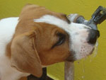 Aqui  nosso filhote da raa amstaff, Thor. Ele adora beber gua direto na torneira! 