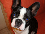 Este  o Napoleo, nosso filhote de boston terrier. Fica fazendo este olhar 47 para ocupar o sof...malandro! 