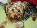 Essa foto do Barth foi tirada em dezembro de 2009. Ele estava deitado na cama da minha av descansando depois de um dia de creche! 