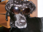Este  o Marley, um dog alemo de 7 anos. Adora posar para fotos, mas tem que ter algum acessrio 