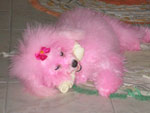 Essa  minha poodle de 2 anos. O nome dela  Mileide 