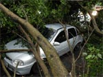 Carro atingido por rovre em Joinville