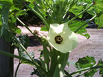 A bela flor do Quiabo, fotografada por Donizete Callai Hoerlle, do municpio de Baianpolis (BA)