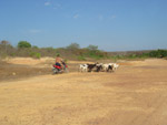 Donizete Callai Hoerlle, de Baianpolis (BA), envia foto de sua viagem ao Piau, onde encontrou a curiosa cena de um rapaz de moto tocando os animais