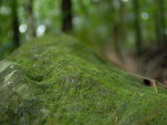 Lucio Sassi registrou imagens do Parque Malwee em Jaragu do Sul.