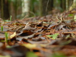 Lucio Sassi registrou imagens do Parque Malwee em Jaragu do Sul.