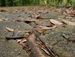 Lucio Sassi registrou imagens do Parque Malwee em Jaragu do Sul.