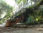 Uma mulher de 78 anos descia a Rua Ramiro Barcelos, no bairro Rio Branco, quando foi atingida por um galho que se desprendeu de uma rvore, em frente a Rua Bento Figueiredo, na manh desta quinta-feira