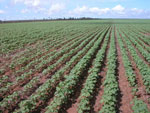 Fazenda Paineira       