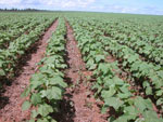 Fazenda Paineira 