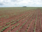 Fazenda Floresta