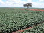 Fazenda Torre III 