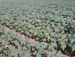 Fazenda Itaquer