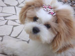 Minha cadelinha Jully (lhasa apso) de 1 ano e seis meses! 