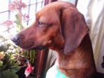 Essa  minha cachorrinha Julie. Uma salsicha muito sapeca que adora ficar na janela apreciando o movimento. 