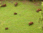 Capivaras pastando