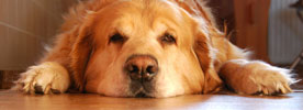 (Cachorro/Sxc)