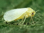 Mosca branca 