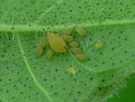 Pulgo