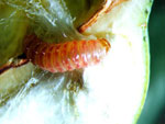 Lagarta rosada 