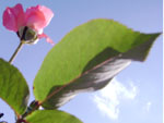 O detalhe do desabrochar de uma rosa no jardim da minha casa no bairro Fortaleza em Blumenau.