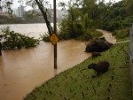Placa quase fica submersa com guas do rio Itaja Au, em Blumenau