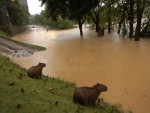 Capivaras quase nadam com o nvel do rio Itaja Au, em Blumenau