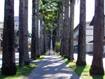 Rua das Palmeiras.