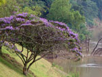 Ip roxo as margens do Rio Itaja-a.