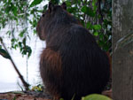 Capivara descansa as margens do Rio Itaja-au, aos fundos do Biergarten.
