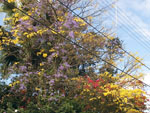 Blumenau, bairo da Velha, trs rvores floridas entrelaadas.