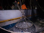 Sarico com sardinhas-verdadeiras entrando na traineira
